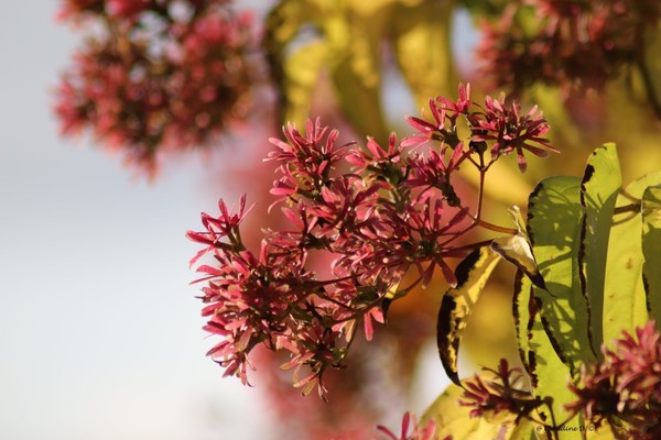 AUTOMNE
