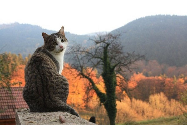 AUTOMNE CHAT